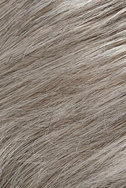 Oyster Mushroom (56/51)